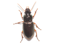 Harpalus affinis